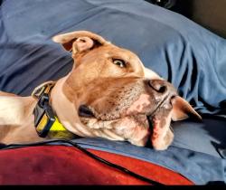 Lost Male Dog last seen Kingshighway and Chippewa, St. Louis, MO 63116