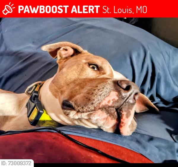Lost Male Dog last seen Kingshighway and Chippewa, St. Louis, MO 63116