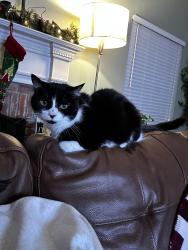 Lost Male Cat last seen Markham Woods Road, Longwood, FL 32779