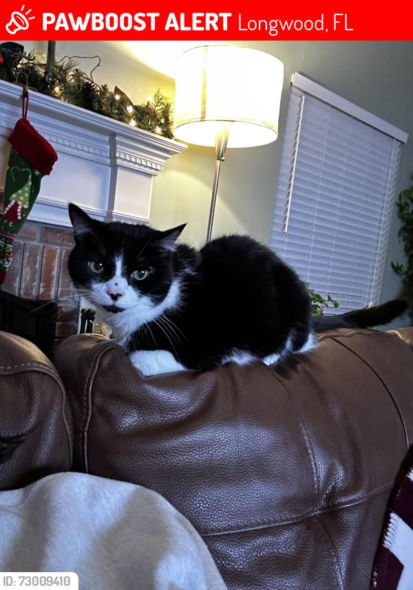 Lost Male Cat last seen Markham Woods Road, Longwood, FL 32779