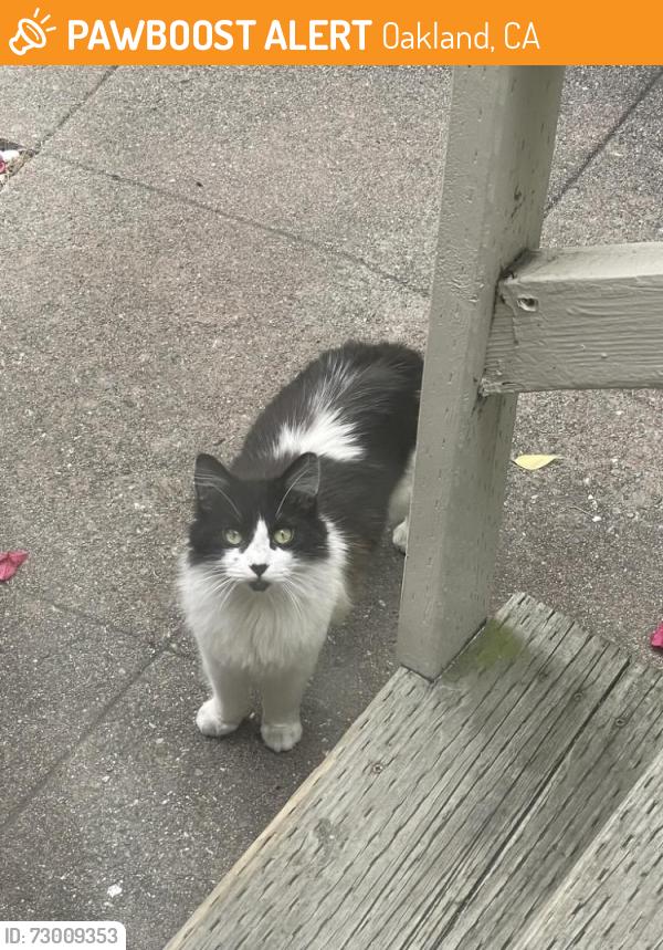 Found/Stray Unknown Cat last seen Harrison, Oakland, CA 94611