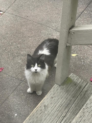 Found/Stray Unknown Cat last seen Harrison, Oakland, CA 94611