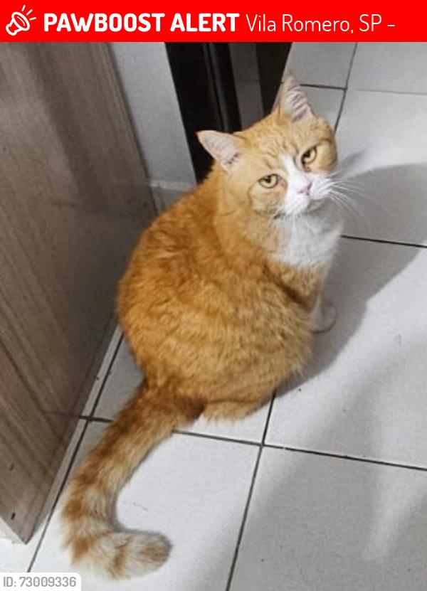 Lost Male Cat last seen Rua Padre Francisco João de Azevedo, Vila Romero, SP 02469-050