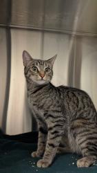 Reunited Female Cat last seen Tolmie Ave, Coquitlam, BC V3K, Canada, Coquitlam, BC V3K
