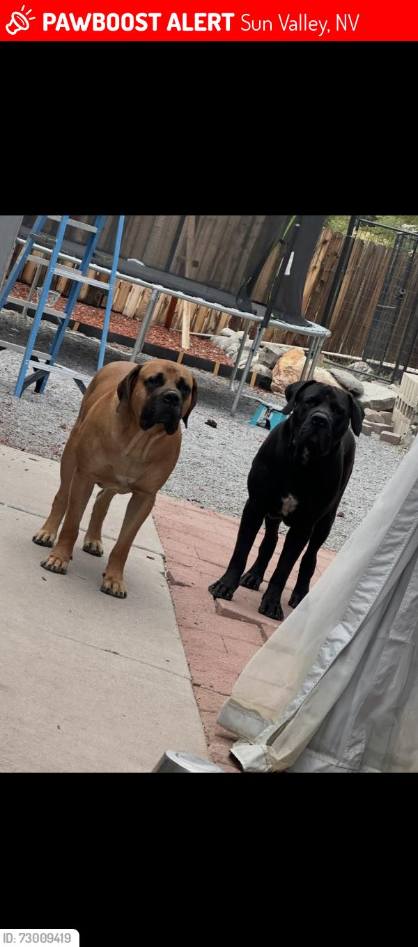 Lost Male Dog last seen Leon dr sun valley nv 89433, Sun Valley, NV 89433