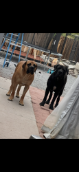 Lost Male Dog last seen Leon dr sun valley nv 89433, Sun Valley, NV 89433