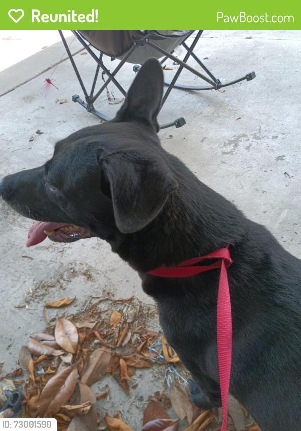 Reunited Female Dog last seen Thelma Dr , Combee Settlement, FL 33801