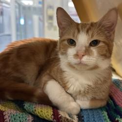 Lost Male Cat last seen Richard Flores Stadium, Edinburg, TX 78539