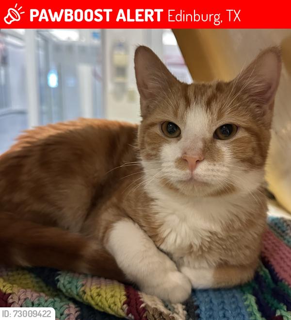 Lost Male Cat last seen Richard Flores Stadium, Edinburg, TX 78539