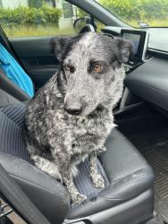 Found/Stray Female Dog last seen Creekside Dr near Mary’s Creek, Fort Worth, TX 76126
