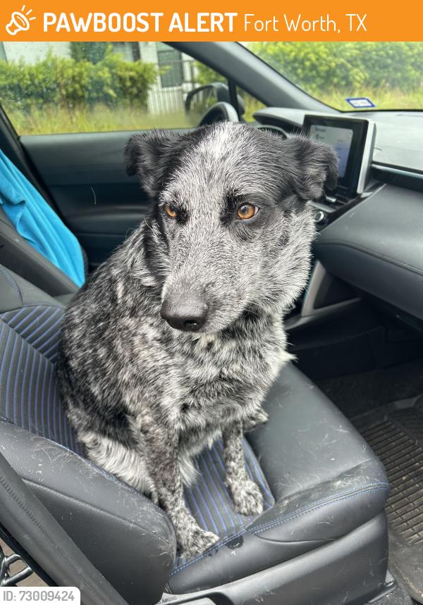 Found/Stray Female Dog last seen Creekside Dr near Mary’s Creek, Fort Worth, TX 76126