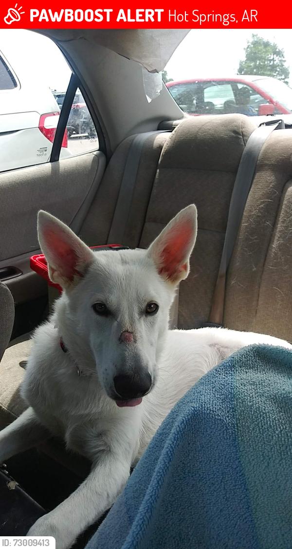 Lost Male Dog last seen Hot springs shelter, Hot Springs, AR 71901