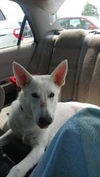 Lost Male Dog last seen Hot springs shelter, Hot Springs, AR 71901