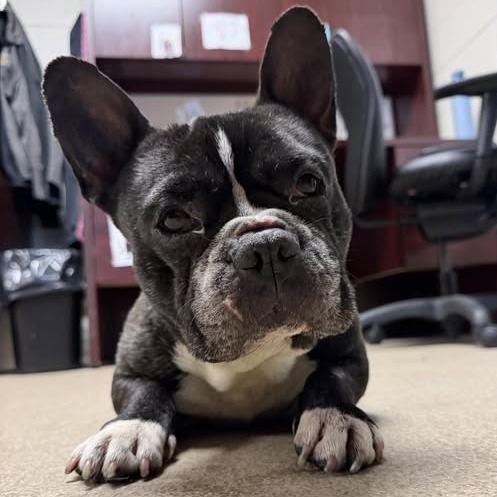 Shelter Stray Male Dog last seen , 54687 Co Rd 19, Bristol, IN 46507, USA