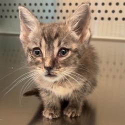 Shelter Stray Unknown Cat last seen , 3428 S Jenkins Ave, Norman, OK 73072, USA