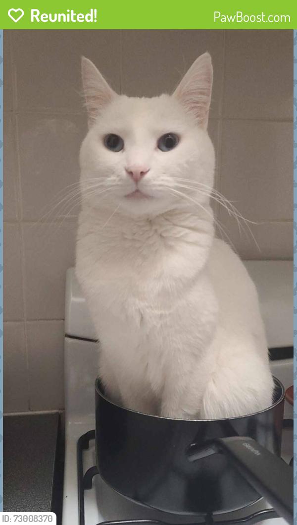 Reunited Male Cat last seen Rathdowne Street/Neill Street , Carlton, VIC 3053