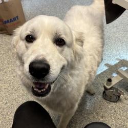Shelter Stray Male Dog last seen , 1395 1st St, Coronado, CA 92118, USA