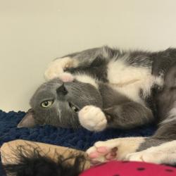 Shelter Stray Female Cat last seen , Animal Care & Control Team of Philly, 111 W Hunting Park Ave, Philadelphia, PA 19140, USA