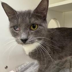 Shelter Stray Female Cat last seen , Animal Care & Control Team of Philly, 111 W Hunting Park Ave, Philadelphia, PA 19140, USA