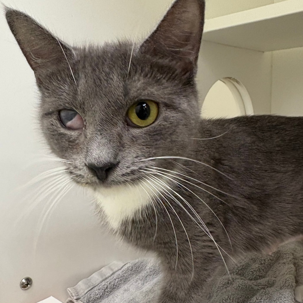 Shelter Stray Female Cat last seen , Animal Care & Control Team of Philly, 111 W Hunting Park Ave, Philadelphia, PA 19140, USA