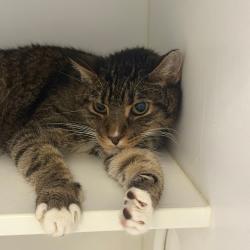 Shelter Stray Female Cat last seen , Animal Care & Control Team of Philly, 111 W Hunting Park Ave, Philadelphia, PA 19140, USA