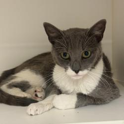 Shelter Stray Male Cat last seen , Animal Care & Control Team of Philly, 111 W Hunting Park Ave, Philadelphia, PA 19140, USA