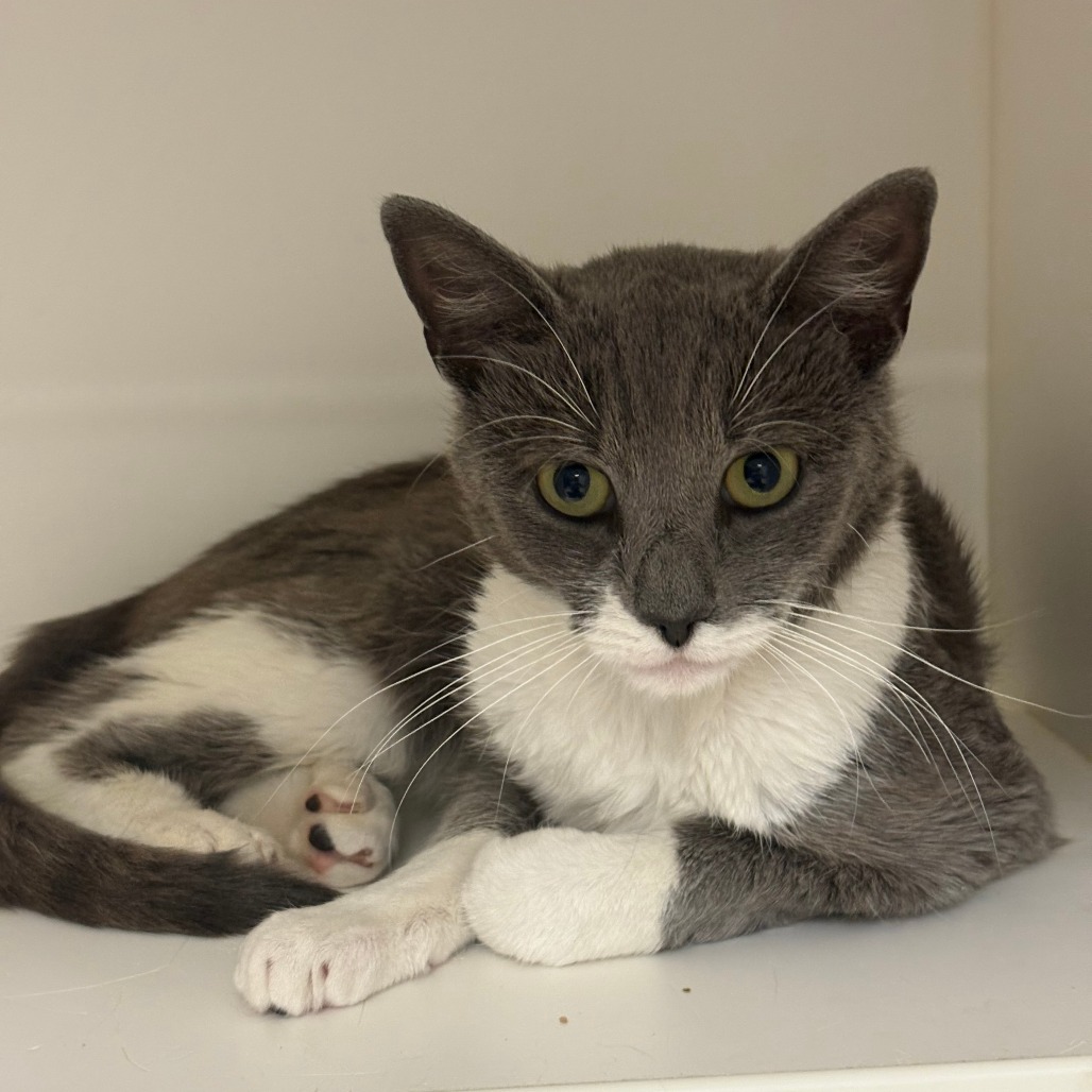 Shelter Stray Male Cat last seen , Animal Care & Control Team of Philly, 111 W Hunting Park Ave, Philadelphia, PA 19140, USA