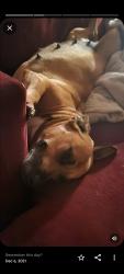 Lost Female Dog last seen 1856south drake ave, Stockton, CA 95215