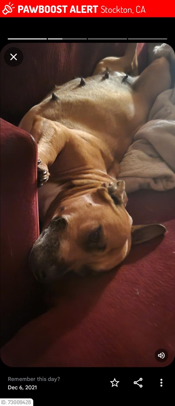 Lost Female Dog last seen 1856south drake ave, Stockton, CA 95215