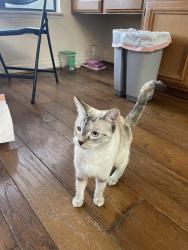 Reunited Female Cat last seen Camino De Bryant in Yorba Linda , Yorba Linda, CA 92887