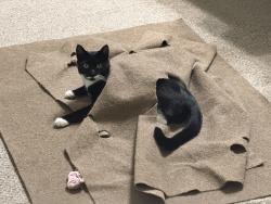 Lost Male Cat last seen Near Shady Oak Drive, Mount Joy, PA 17552