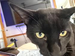 Lost Male Cat last seen Crawford and Lee, Skokie, IL 60076
