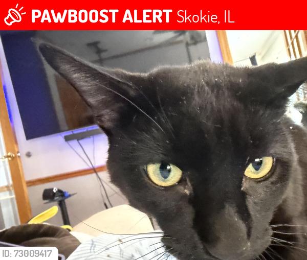 Lost Male Cat last seen Crawford and Lee, Skokie, IL 60076