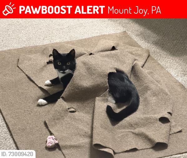 Lost Male Cat last seen Near Shady Oak Drive, Mount Joy, PA 17552