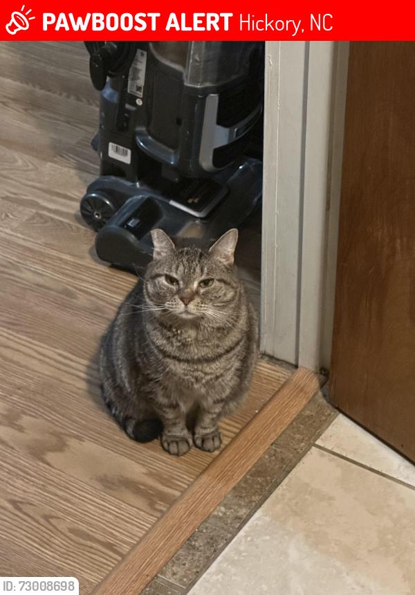 Lost Female Cat last seen Carolina avenue/ Lake Hickory Haunts , Hickory, NC 28601