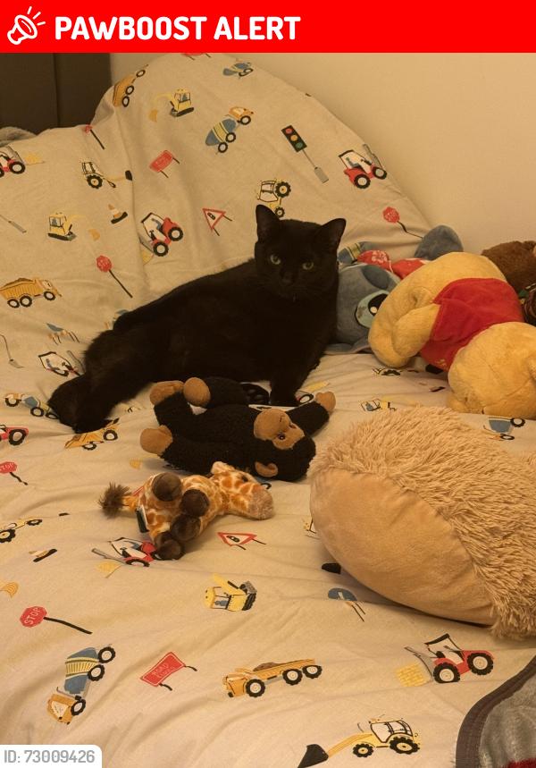Lost Female Cat last seen Oldbury, West Midlands, England B69