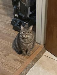Lost Female Cat last seen Carolina avenue/ Lake Hickory Haunts , Hickory, NC 28601