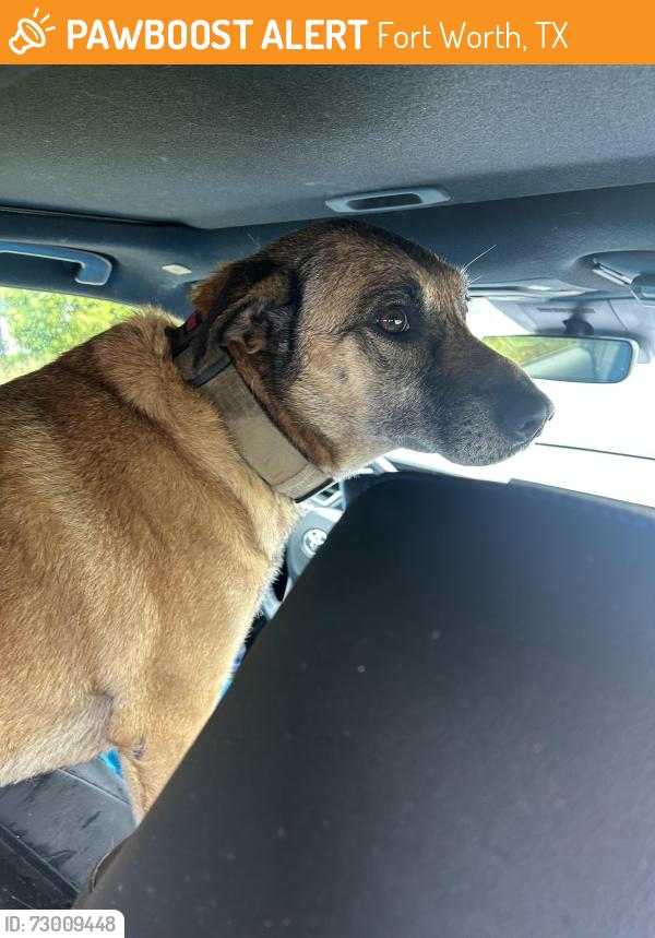 Found/Stray Male Dog last seen Creekside Dr near Mary’s Creek, Fort Worth, TX 76126