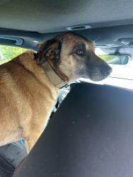 Found/Stray Male Dog last seen Creekside Dr near Mary’s Creek, Fort Worth, TX 76126