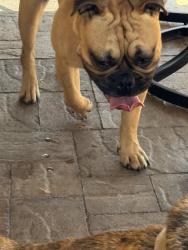 Reunited Male Dog last seen Near Mac Ln, Spring Valley, CA 91977, USA, Spring Valley, CA 91977