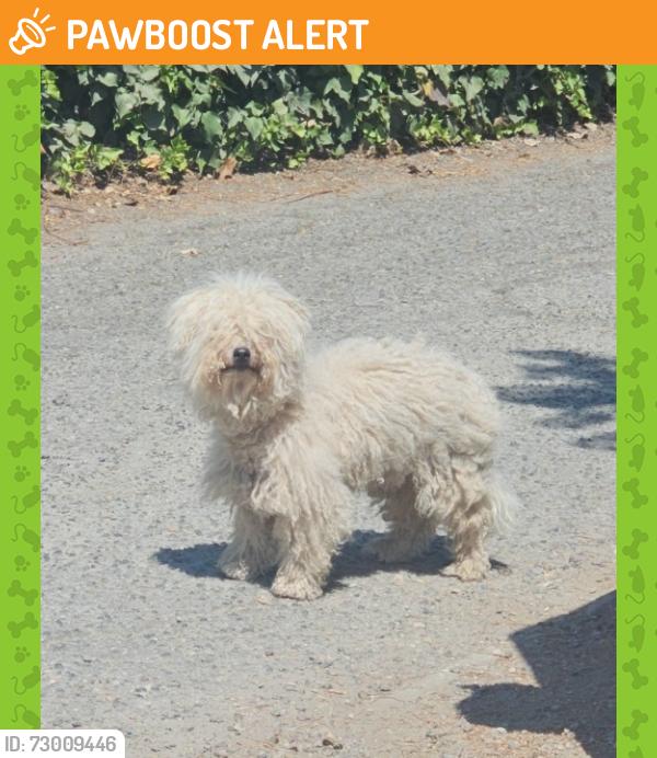 Found/Stray Male Dog last seen Vista, 92084. Cross streets are: Montgomery Dr & Clarence Dr. Off of S. Santa fe Ave, San Diego County, CA 92084
