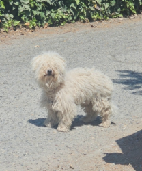 Found/Stray Male Dog last seen Vista, 92084. Cross streets are: Montgomery Dr & Clarence Dr. Off of S. Santa fe Ave, San Diego County, CA 92084