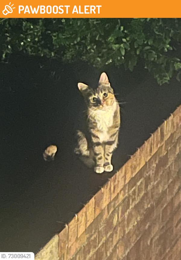 Found/Stray Unknown Cat last seen Madison Lane and Steppes Court, Bailey's Crossroads, VA 22041