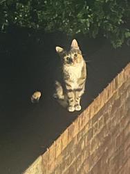 Found/Stray Unknown Cat last seen Madison Lane and Steppes Court, Bailey's Crossroads, VA 22041