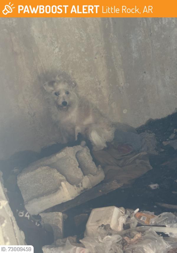 Found/Stray Unknown Dog last seen UALR open parking, Little Rock, AR 72204