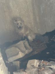 Found/Stray Unknown Dog last seen UALR open parking, Little Rock, AR 72204