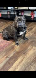 Lost Male Dog last seen Near Lavendar Lake, Athens, GA 30606