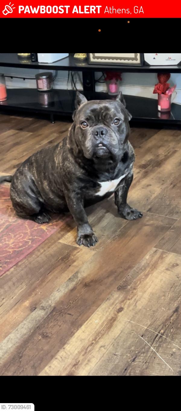 Lost Male Dog last seen Near Lavendar Lake, Athens, GA 30606