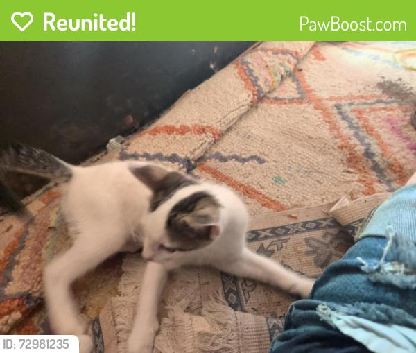 Reunited Male Cat last seen Near and p, Galveston, TX 77550