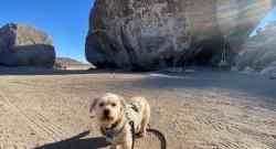 Lost Male Dog last seen Willow and Santa Fe, Long Beach, CA 90810